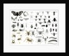Entomology, Myriapoda and Arachnida by School English