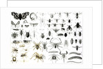 Entomology, Myriapoda and Arachnida by School English