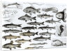 Ichthyology, Osseous Fishes, Marisipobranchs by School English