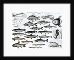 Ichthyology, Osseous Fishes, Marisipobranchs by School English