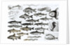 Ichthyology, Osseous Fishes, Marisipobranchs by School English
