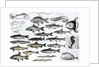 Ichthyology, Osseous Fishes, Marisipobranchs by School English