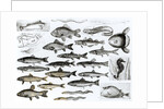 Ichthyology, Osseous Fishes, Marisipobranchs by School English