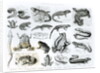 Batrachians and other Amphibia by School English