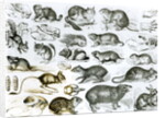 Rodentia-Rodents or Gnawing Animals by School English