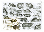 Rodentia-Rodents or Gnawing Animals by School English