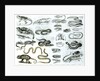 Reptiles, Serpents and Lizards by School English