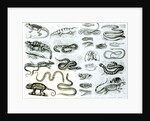 Reptiles, Serpents and Lizards by School English