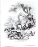 Wild Animals from 'A History of the Earth and Animated Nature' by Oliver Goldsmith, London, 1840 by English School