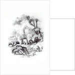 Wild Animals from 'A History of the Earth and Animated Nature' by Oliver Goldsmith, London, 1840 by English School