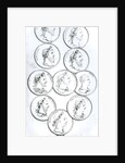 Portraits of Roman Emperors by Henry R. Cook