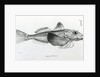 Galapagos Gurnard, plate 6 from 'The Zoology of the Voyage of H.M.S Beagle, 1832-36' by Charles Darwin by English School