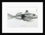 Galapagos Gurnard, plate 6 from 'The Zoology of the Voyage of H.M.S Beagle, 1832-36' by Charles Darwin by English School