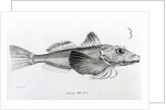 Galapagos Gurnard, plate 6 from 'The Zoology of the Voyage of H.M.S Beagle, 1832-36' by Charles Darwin by English School