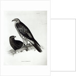 Birds of Prey by English School