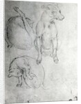 Study of a dog and a cat, c.1480 by Leonardo da Vinci