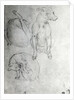 Study of a dog and a cat, c.1480 by Leonardo da Vinci