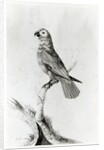 A Parrot, 1786 by Sarah Stone