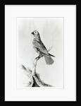 A Parrot, 1786 by Sarah Stone