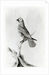 A Parrot, 1786 by Sarah Stone