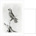 A Parrot, 1786 by Sarah Stone