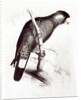 Calyptorhynchus Baudinii, or Baudin's Cockatoo, 1832 by Edward Lear