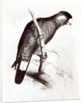 Calyptorhynchus Baudinii, or Baudin's Cockatoo, 1832 by Edward Lear