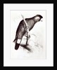 Calyptorhynchus Baudinii, or Baudin's Cockatoo, 1832 by Edward Lear