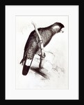 Calyptorhynchus Baudinii, or Baudin's Cockatoo, 1832 by Edward Lear