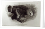 Guilding's Amazon Parrot by English School