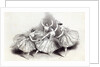 New Pas de Quatre, by Mdlles. Taglioni, C. Grisi, L. Grahn, and Cerito, at her Majesty's Theatre by English School