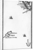 Map of Lilliput and Blefuscu by English School