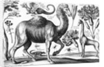 Animalium, Ferarum et Bestiarum by Wenceslaus Hollar