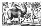 Animalium, Ferarum et Bestiarum by Wenceslaus Hollar