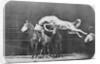 Jumping over three horses...chestnut horse Hornet by Eadweard Muybridge