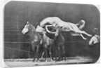Jumping over three horses...chestnut horse Hornet by Eadweard Muybridge