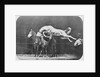 Jumping over three horses...chestnut horse Hornet by Eadweard Muybridge