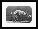 Jumping over three horses...chestnut horse Hornet by Eadweard Muybridge