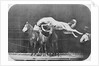 Jumping over three horses...chestnut horse Hornet by Eadweard Muybridge