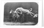 Jumping over three horses...chestnut horse Hornet by Eadweard Muybridge