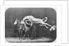 Jumping over three horses...chestnut horse Hornet by Eadweard Muybridge