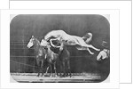 Jumping over three horses...chestnut horse Hornet by Eadweard Muybridge