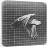 Cockatoo in flight by Eadweard Muybridge