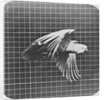 Cockatoo in flight by Eadweard Muybridge