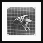 Cockatoo in flight by Eadweard Muybridge