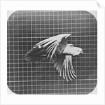 Cockatoo in flight by Eadweard Muybridge