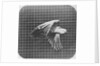 Cockatoo in flight by Eadweard Muybridge