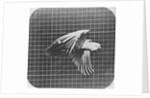 Cockatoo in flight by Eadweard Muybridge