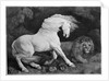 A Horse Affrighted by a Lion, engraved by the artist, 1788 by George Stubbs