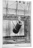 Zazel, first human cannonball, 1877 by English Photographer